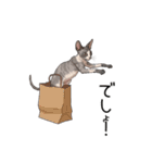 汎用コーニッシュレックススタンプ3（個別スタンプ：7）