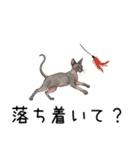 汎用コーニッシュレックススタンプ3（個別スタンプ：13）
