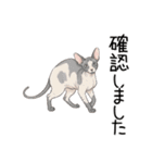 汎用コーニッシュレックススタンプ3（個別スタンプ：15）