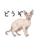 汎用コーニッシュレックススタンプ3（個別スタンプ：17）