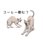 汎用コーニッシュレックススタンプ3（個別スタンプ：18）
