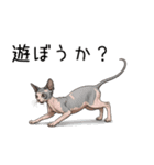汎用コーニッシュレックススタンプ3（個別スタンプ：20）