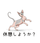 汎用コーニッシュレックススタンプ3（個別スタンプ：21）
