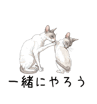 汎用コーニッシュレックススタンプ3（個別スタンプ：23）