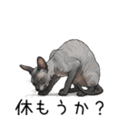汎用コーニッシュレックススタンプ3（個別スタンプ：28）
