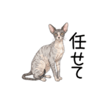 汎用コーニッシュレックススタンプ3（個別スタンプ：32）