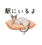 汎用コーニッシュレックススタンプ3（個別スタンプ：36）
