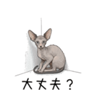 汎用コーニッシュレックススタンプ3（個別スタンプ：37）