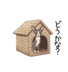 汎用コーニッシュレックススタンプ3（個別スタンプ：40）