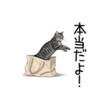 汎用サバトラスタンプ3（個別スタンプ：10）