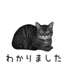 汎用サバトラスタンプ3（個別スタンプ：16）