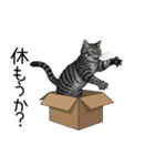 汎用サバトラスタンプ3（個別スタンプ：28）
