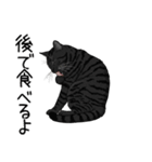 汎用サバトラスタンプ3（個別スタンプ：31）
