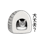 汎用サバトラスタンプ3（個別スタンプ：37）