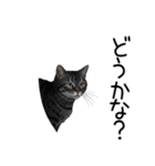 汎用サバトラスタンプ3（個別スタンプ：40）
