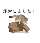 汎用マヌルネコスタンプ3（個別スタンプ：6）