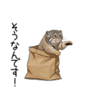 汎用マヌルネコスタンプ3（個別スタンプ：9）