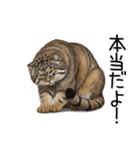 汎用マヌルネコスタンプ3（個別スタンプ：10）