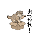 汎用マヌルネコスタンプ3（個別スタンプ：11）