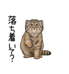 汎用マヌルネコスタンプ3（個別スタンプ：13）
