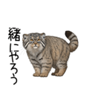 汎用マヌルネコスタンプ3（個別スタンプ：23）