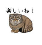 汎用マヌルネコスタンプ3（個別スタンプ：27）