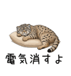 汎用マヌルネコスタンプ3（個別スタンプ：33）