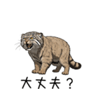 汎用マヌルネコスタンプ3（個別スタンプ：37）