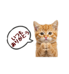 可愛い子猫の日常-7（個別スタンプ：1）