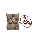 可愛い子猫の日常-7（個別スタンプ：2）