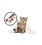 可愛い子猫の日常-7（個別スタンプ：3）