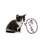 可愛い子猫の日常-7（個別スタンプ：4）