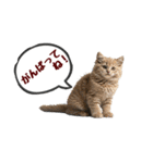 可愛い子猫の日常-7（個別スタンプ：5）