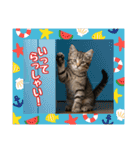 可愛い子猫の日常-7（個別スタンプ：8）