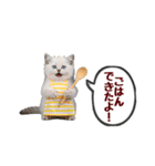 可愛い子猫の日常-7（個別スタンプ：11）