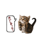 可愛い子猫の日常-7（個別スタンプ：13）
