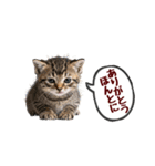 可愛い子猫の日常-7（個別スタンプ：14）