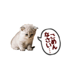 可愛い子猫の日常-7（個別スタンプ：15）