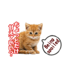 可愛い子猫の日常-7（個別スタンプ：17）