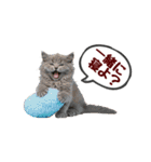 可愛い子猫の日常-7（個別スタンプ：18）