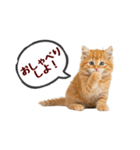 可愛い子猫の日常-7（個別スタンプ：20）