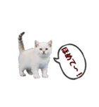 可愛い子猫の日常-7（個別スタンプ：26）