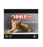 可愛い子猫の日常-7（個別スタンプ：27）