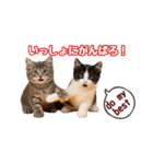 可愛い子猫の日常-7（個別スタンプ：29）