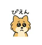 ポメラニアン×チワワ(ポメチワ)スタンプ（個別スタンプ：12）