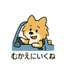 ポメラニアン×チワワ(ポメチワ)スタンプ（個別スタンプ：13）