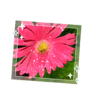 Myflawergarden18（個別スタンプ：3）