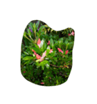 Myflawergarden18（個別スタンプ：6）