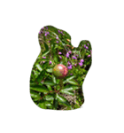Myflawergarden18（個別スタンプ：7）