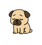 色んな表情するパグ（個別スタンプ：16）